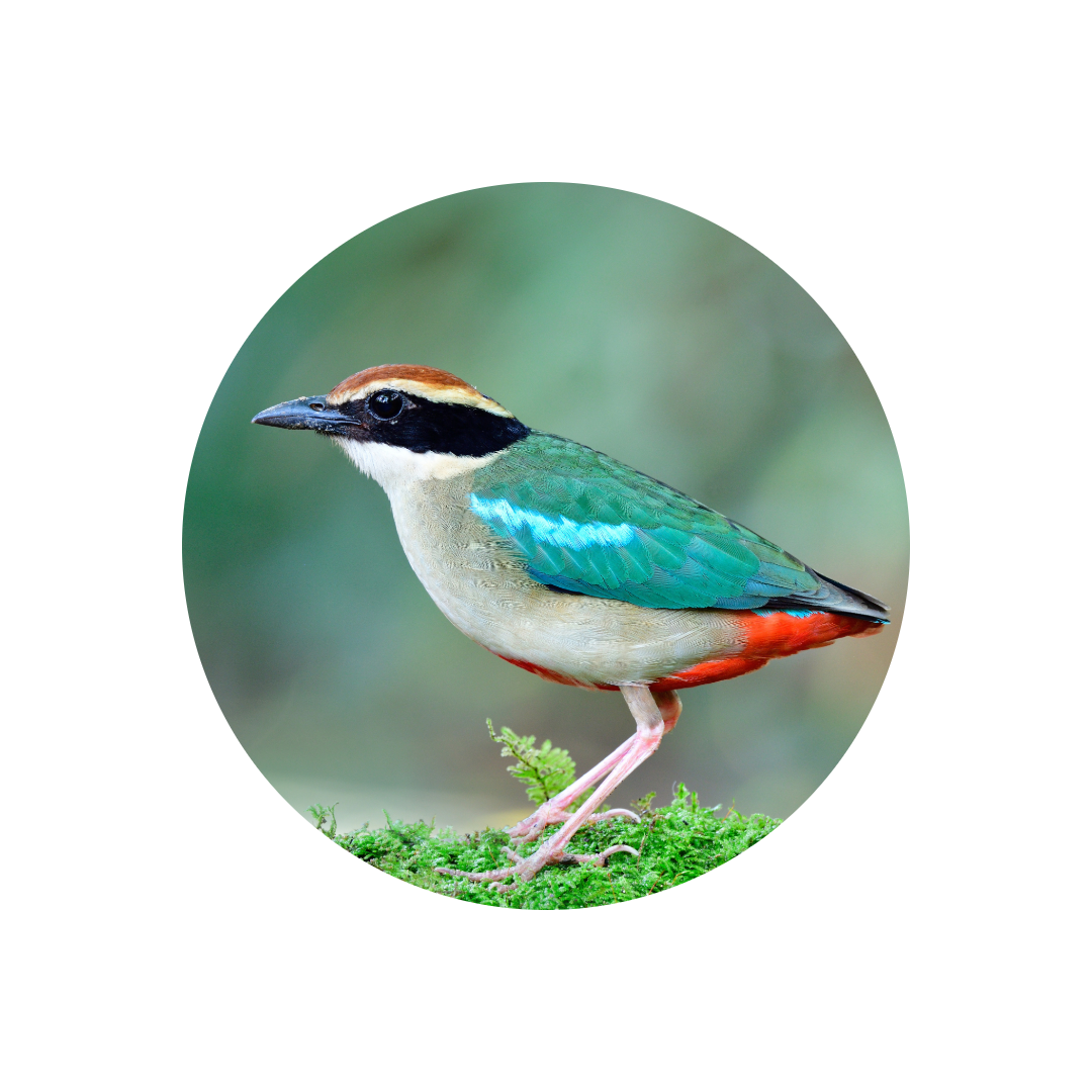 ヤイロ鳥の写真